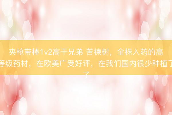 夹枪带棒1v2高干兄弟 苦楝树，全株入药的高等级药材，在欧美广受好评，在我们国内很少种植了